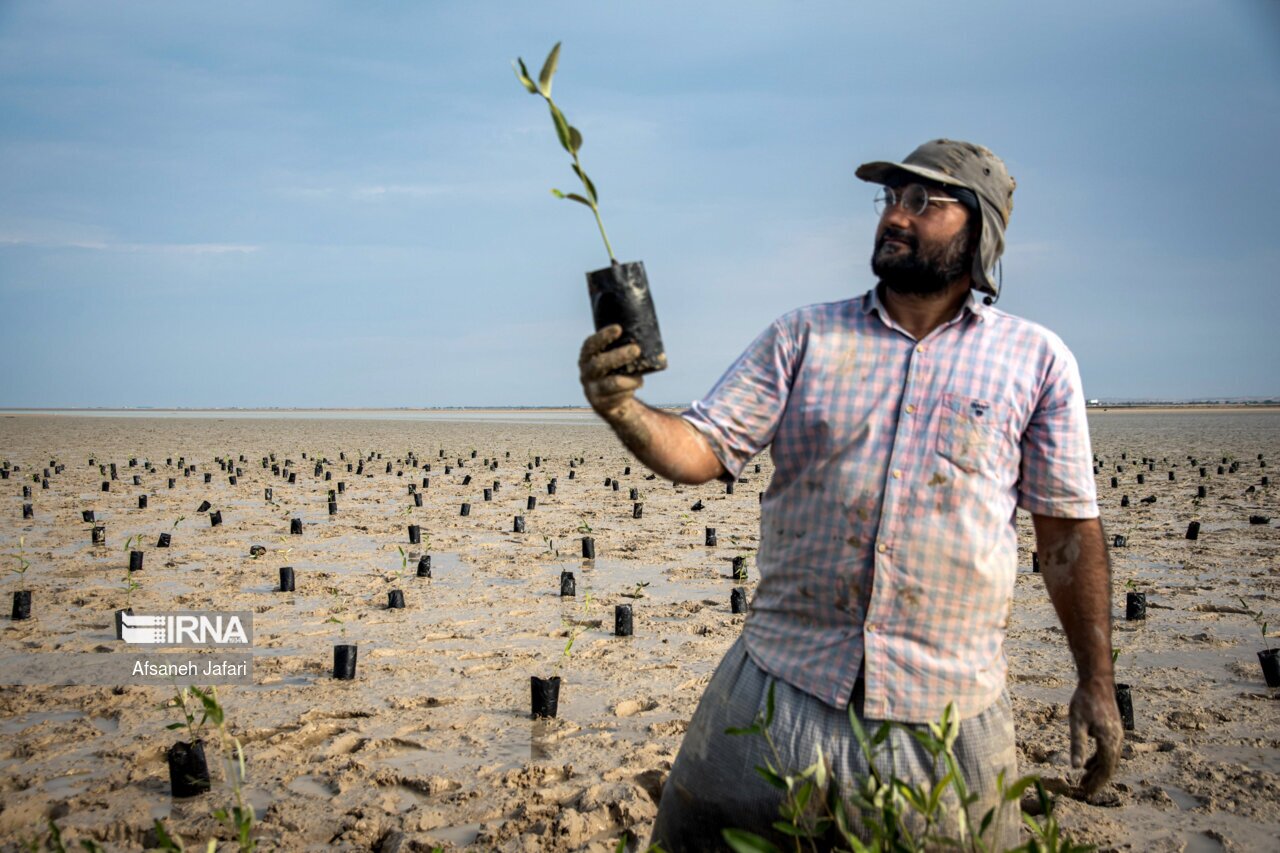 تصاویر: کاشت نهال حرا