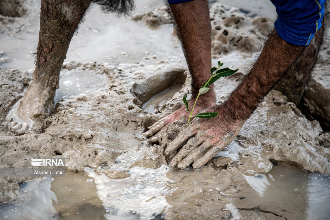 تصاویر: کاشت نهال حرا