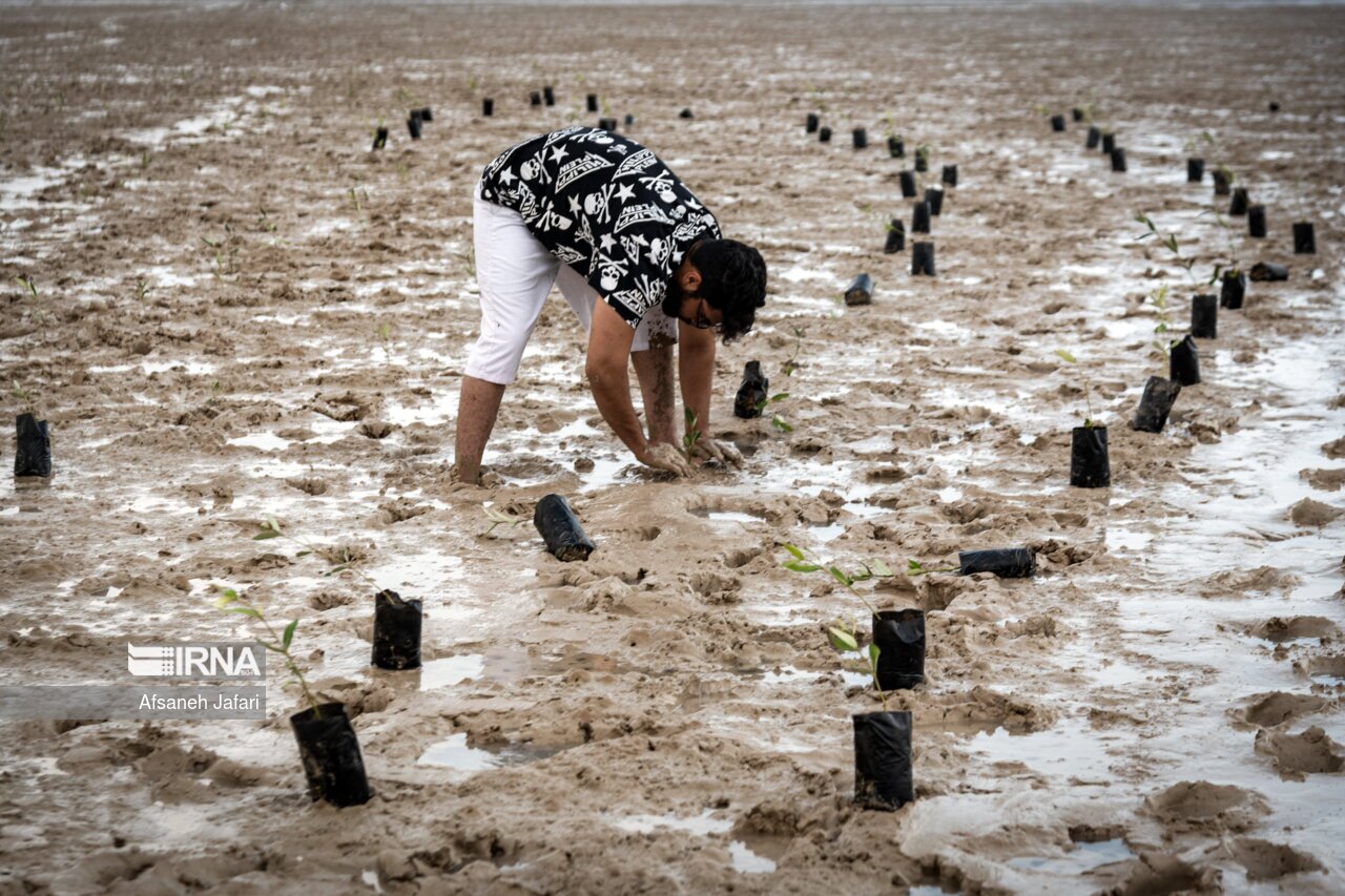 تصاویر: کاشت نهال حرا