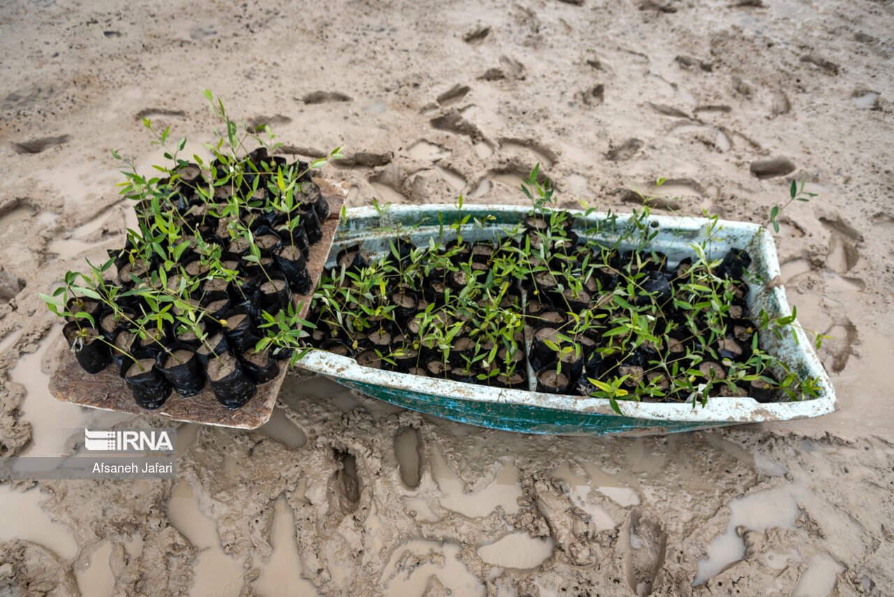 تصاویر: کاشت نهال حرا