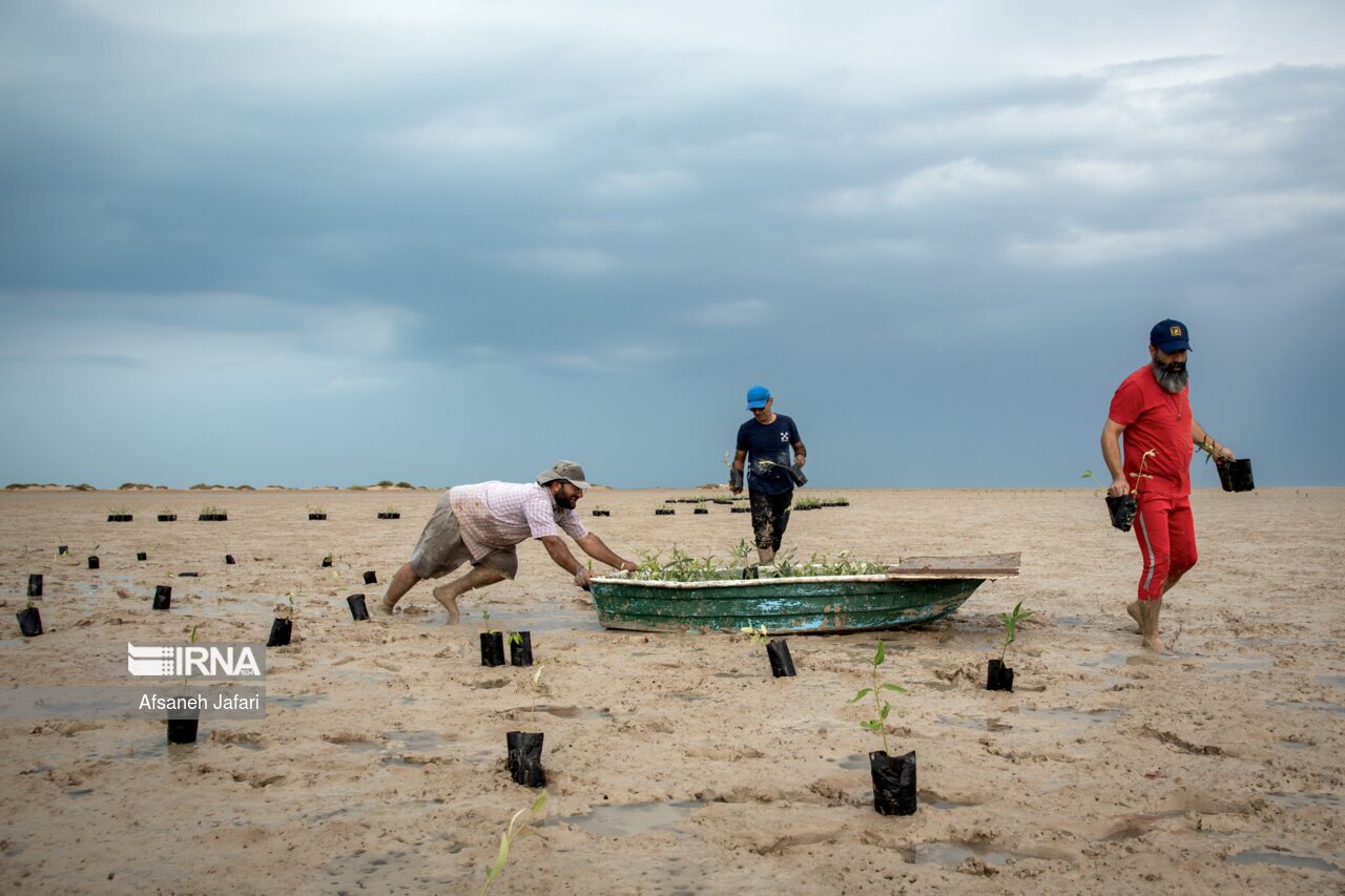 تصاویر: کاشت نهال حرا