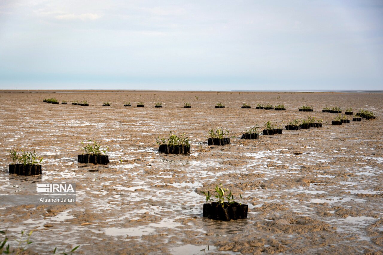 تصاویر: کاشت نهال حرا