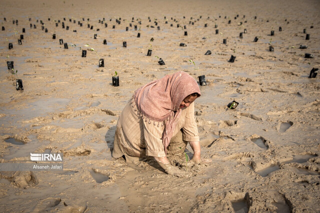 تصاویر: کاشت نهال حرا