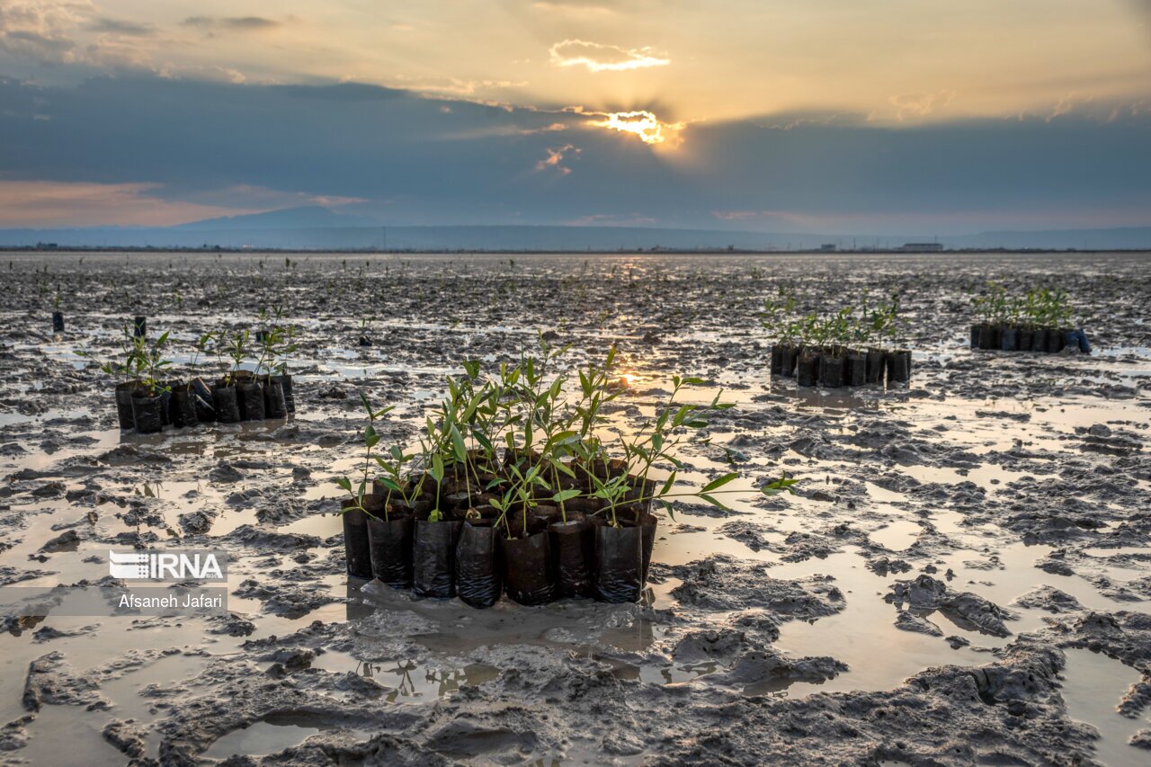 تصاویر: کاشت نهال حرا