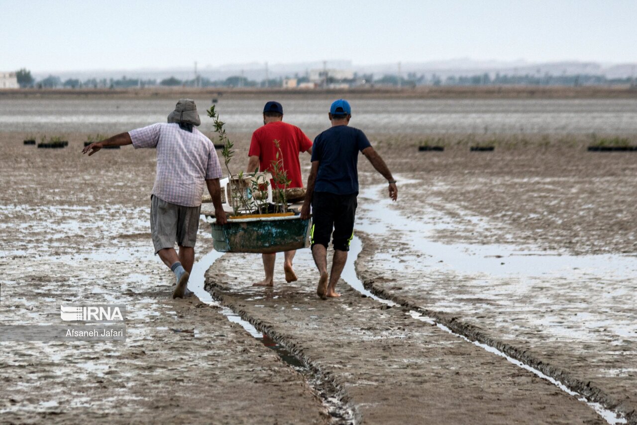 تصاویر: کاشت نهال حرا
