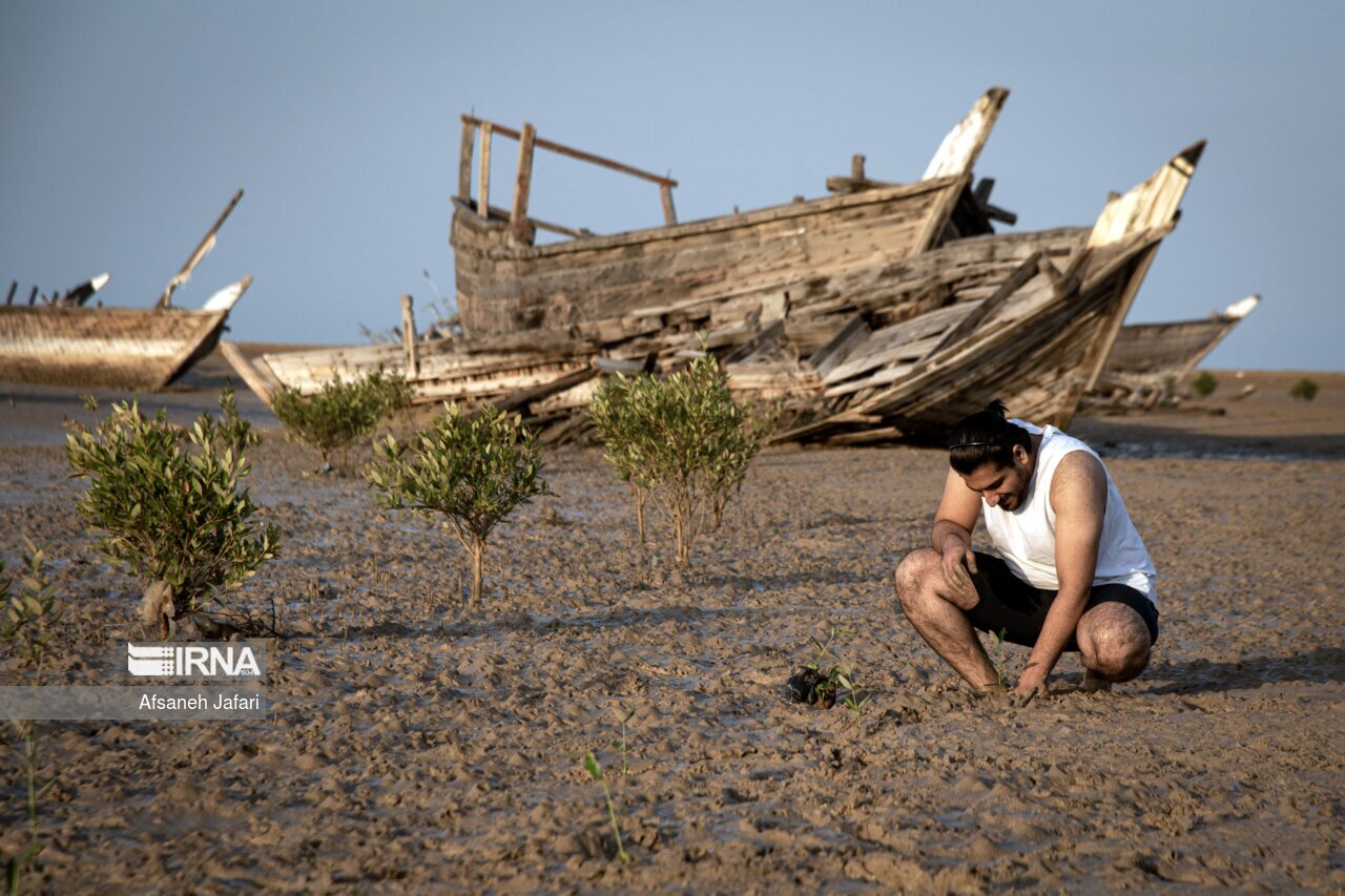 تصاویر: کاشت نهال حرا