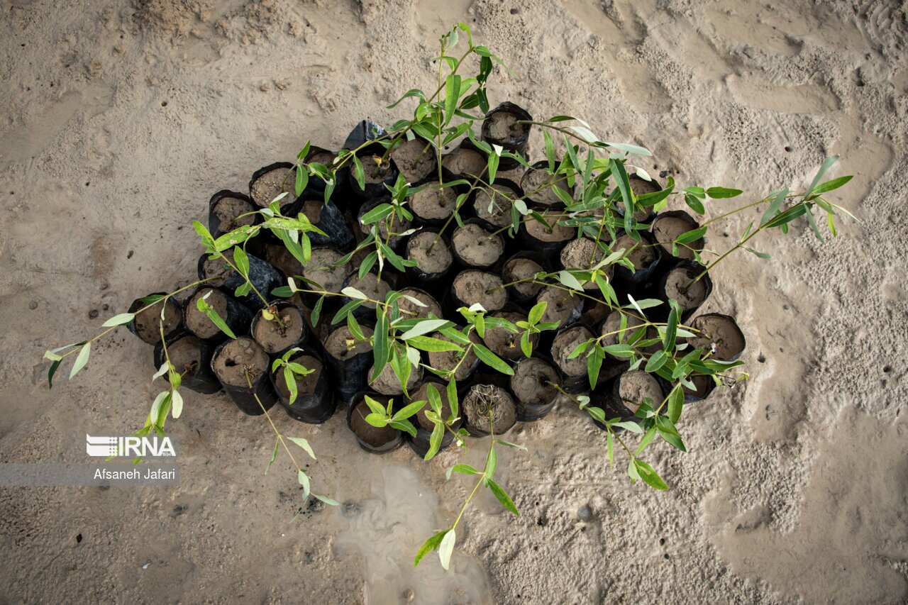 تصاویر: کاشت نهال حرا