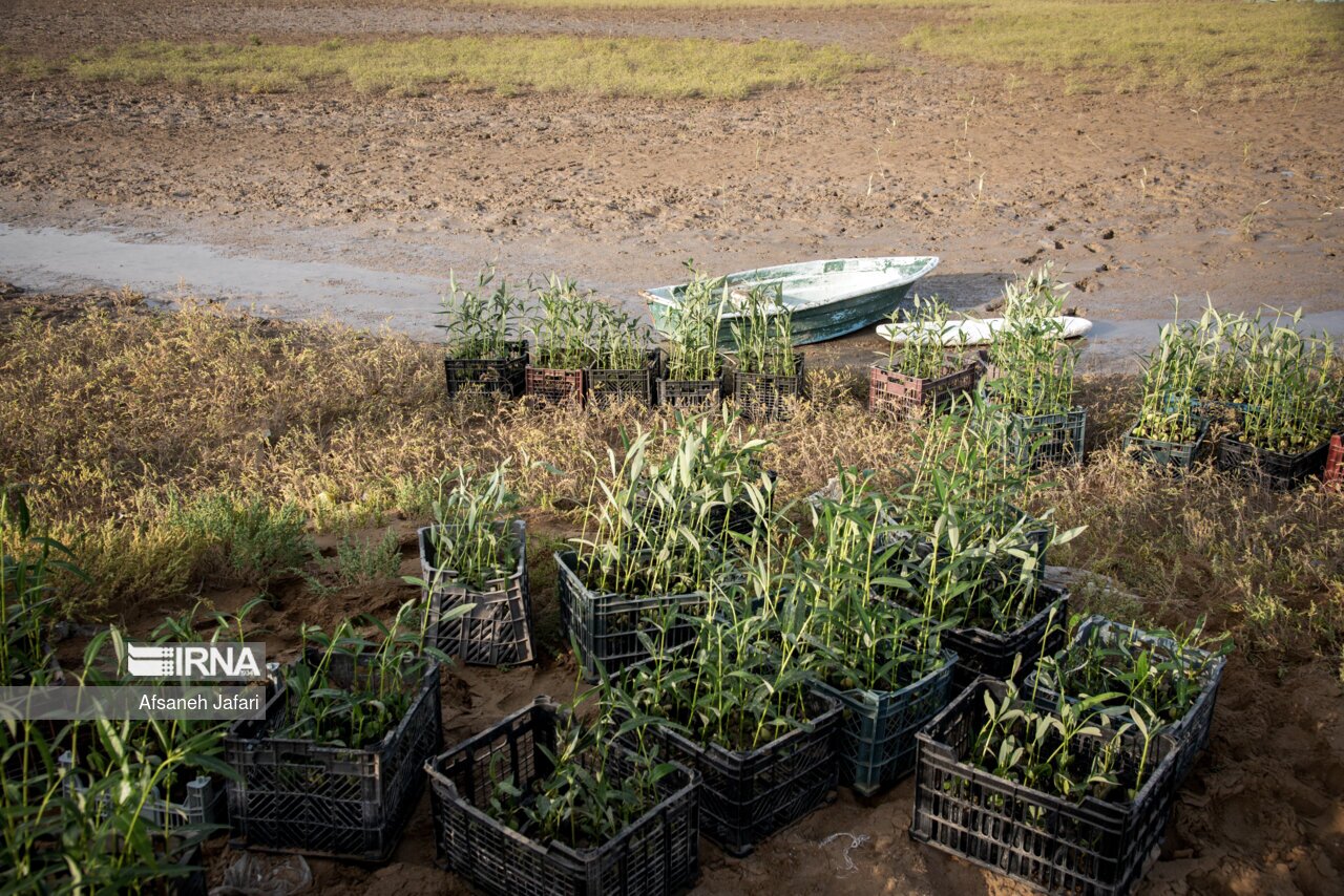 تصاویر: کاشت نهال حرا