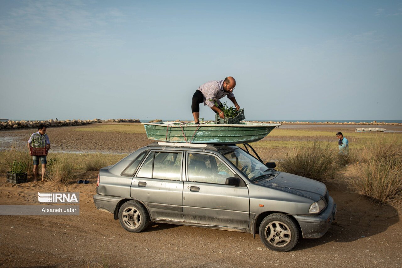 تصاویر: کاشت نهال حرا