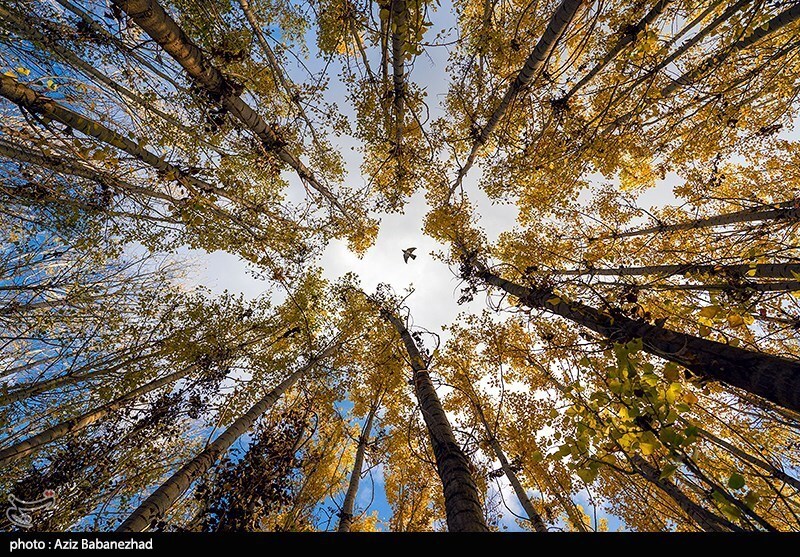 تصاویر:  پرواز کبوترها در روزهای پاییزی