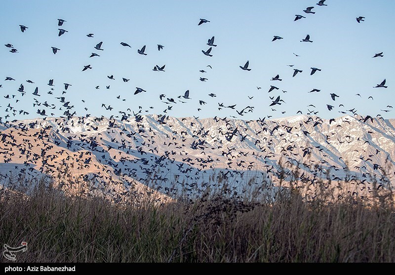 تصاویر:  پرواز کبوترها در روزهای پاییزی