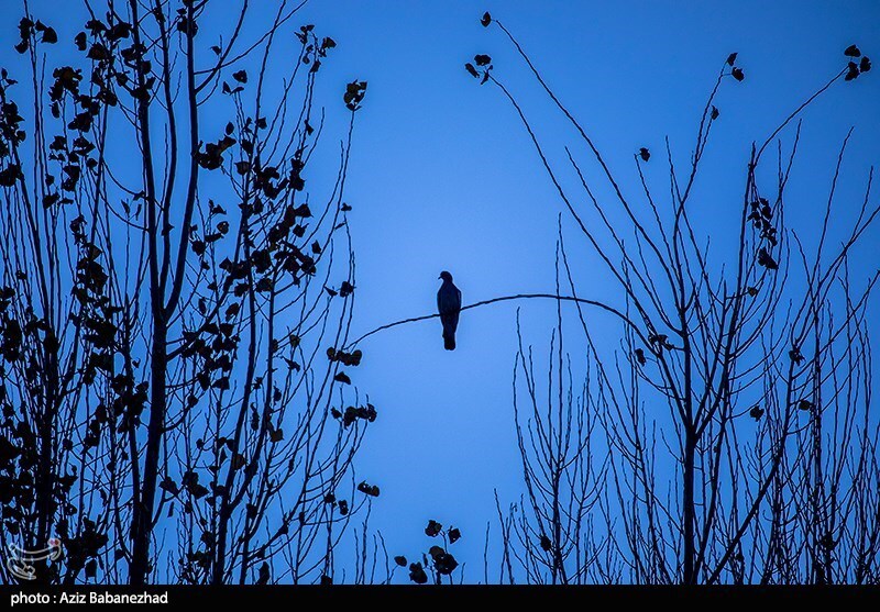 تصاویر:  پرواز کبوترها در روزهای پاییزی