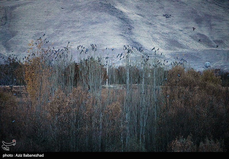 تصاویر:  پرواز کبوترها در روزهای پاییزی