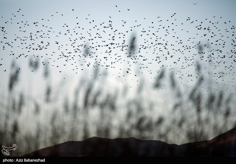 تصاویر:  پرواز کبوترها در روزهای پاییزی