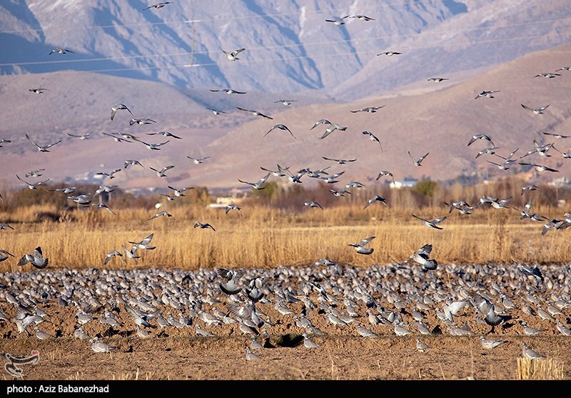 تصاویر:  پرواز کبوترها در روزهای پاییزی