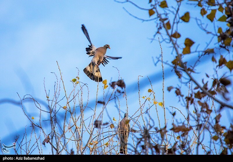 تصاویر:  پرواز کبوترها در روزهای پاییزی