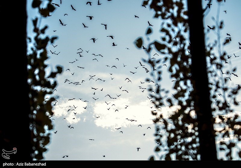 تصاویر:  پرواز کبوترها در روزهای پاییزی