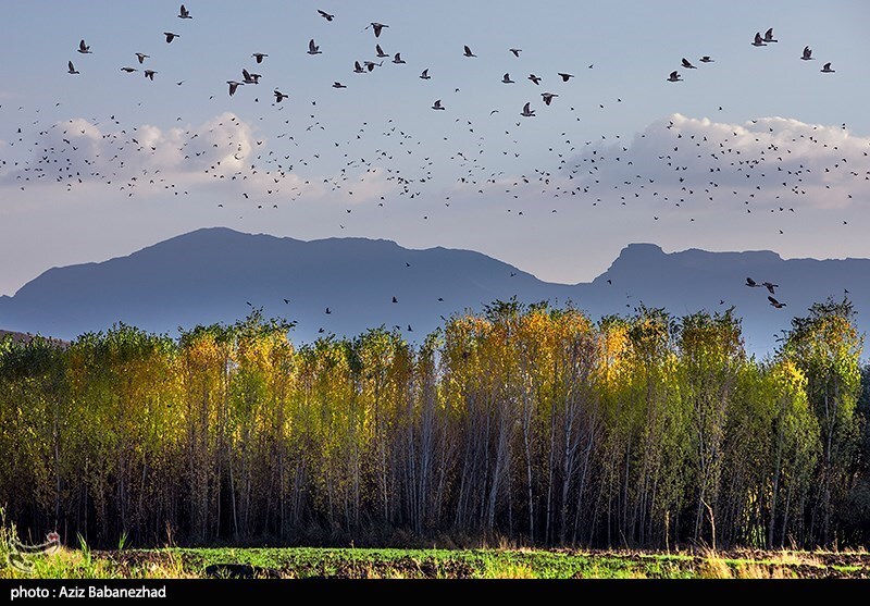 تصاویر:  پرواز کبوترها در روزهای پاییزی