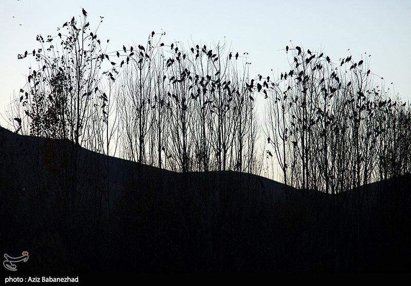 تصاویر:  پرواز کبوترها در روزهای پاییزی