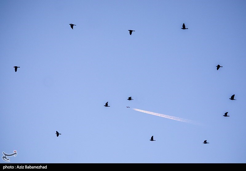تصاویر:  پرواز کبوترها در روزهای پاییزی