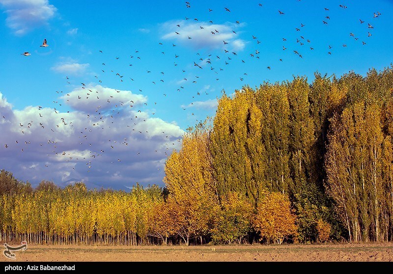 تصاویر:  پرواز کبوترها در روزهای پاییزی