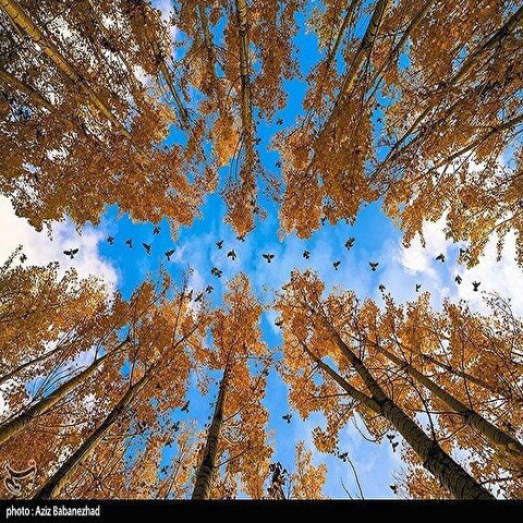 تصاویر: پرواز کبوترها در روزهای پاییزی