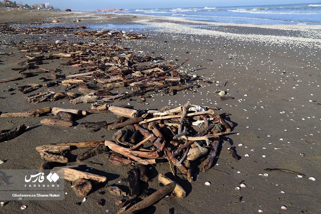 تصاویر: تور صیادان به درخت می‌خورد!