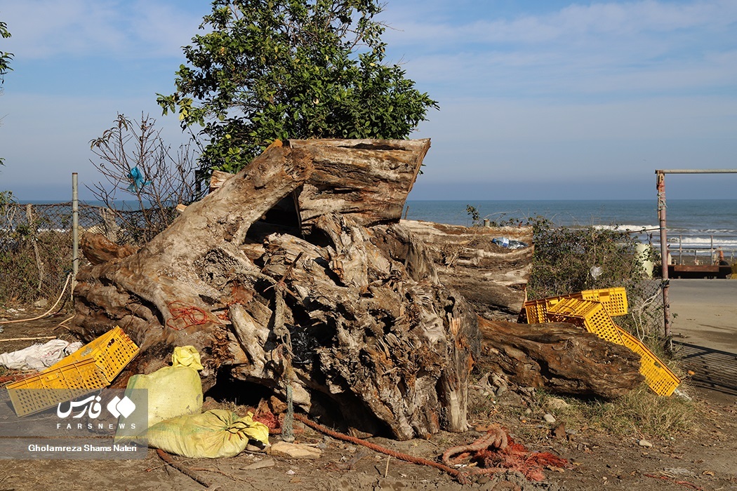 تصاویر: تور صیادان به درخت می‌خورد!