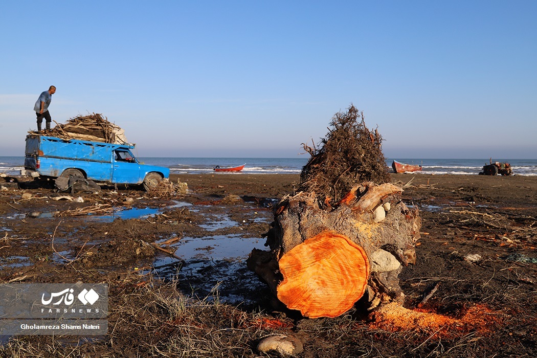 تصاویر: تور صیادان به درخت می‌خورد!