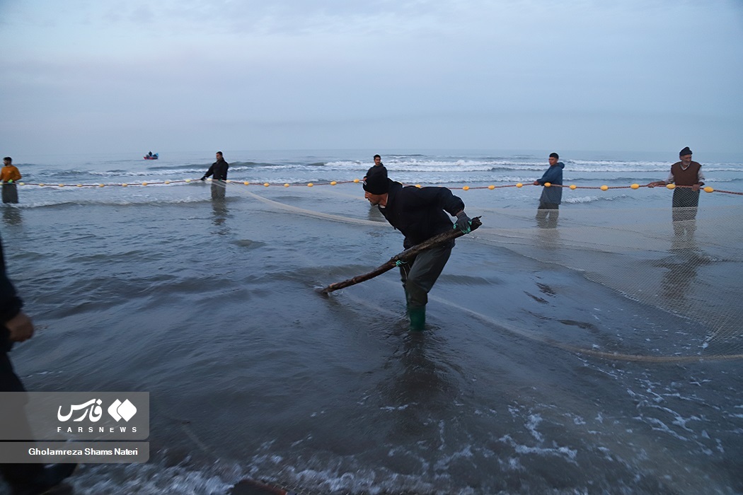 تصاویر: تور صیادان به درخت می‌خورد!