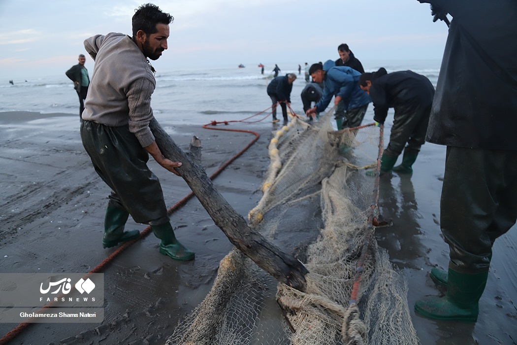 تصاویر: تور صیادان به درخت می‌خورد!