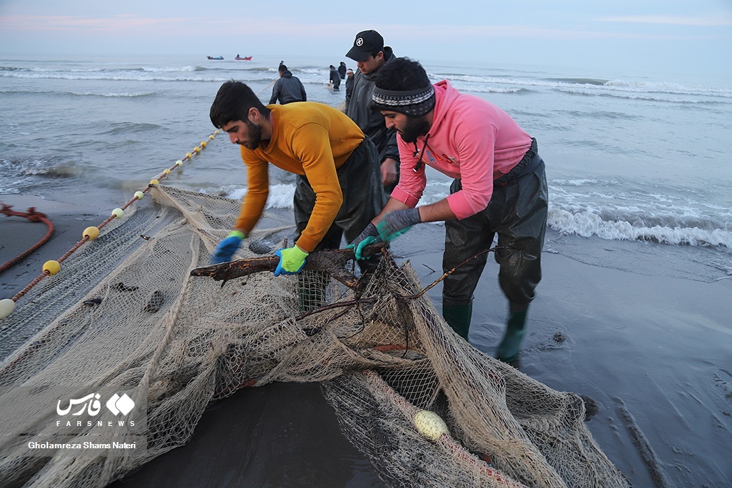 تصاویر: تور صیادان به درخت می‌خورد!