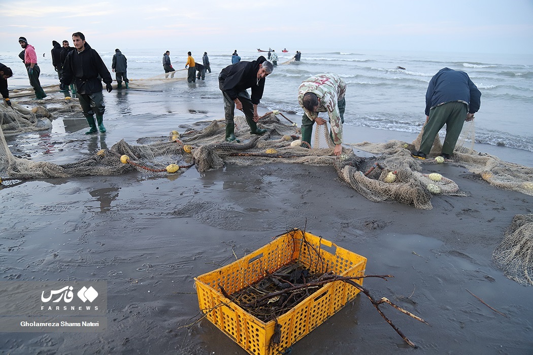 تصاویر: تور صیادان به درخت می‌خورد!