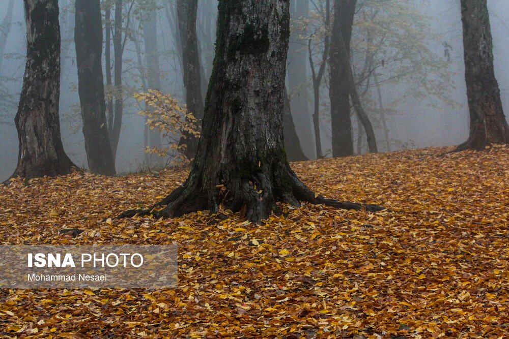 تصاویر: پاییز هزار رنگ در جنگل «النگدره»