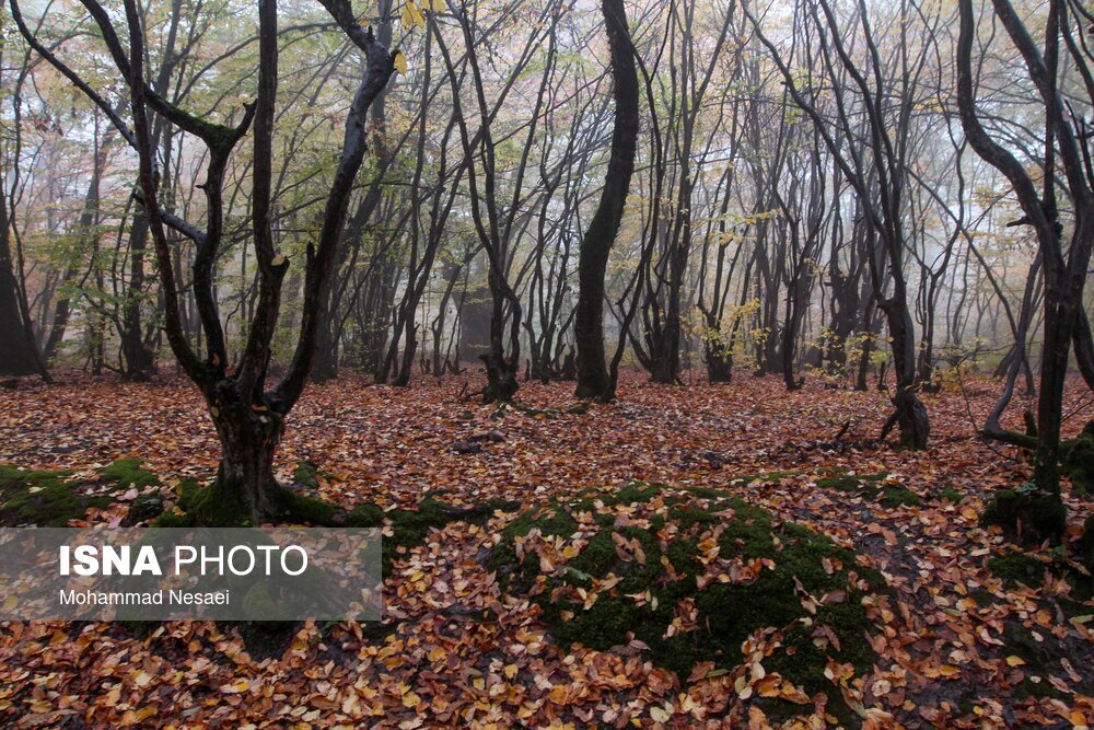 تصاویر: پاییز هزار رنگ در جنگل «النگدره»