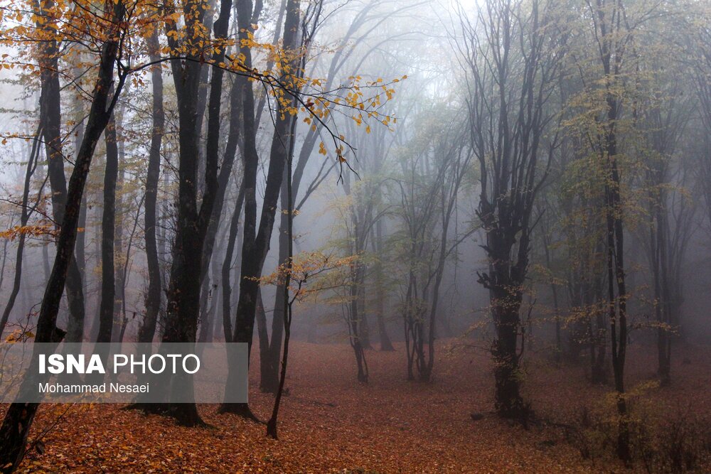 تصاویر: پاییز هزار رنگ در جنگل «النگدره»