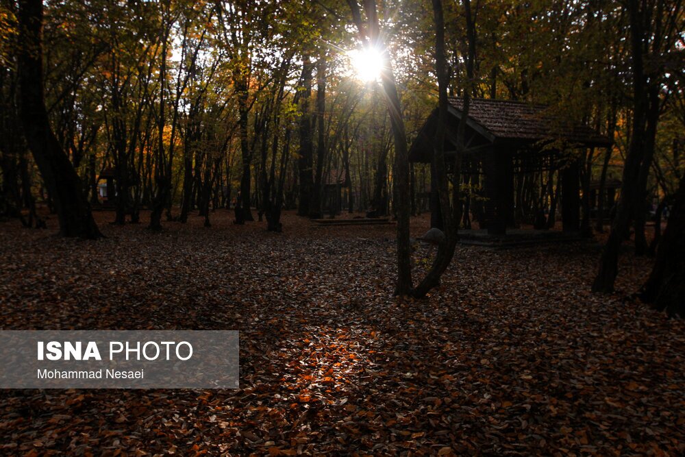 تصاویر: پاییز هزار رنگ در جنگل «النگدره»