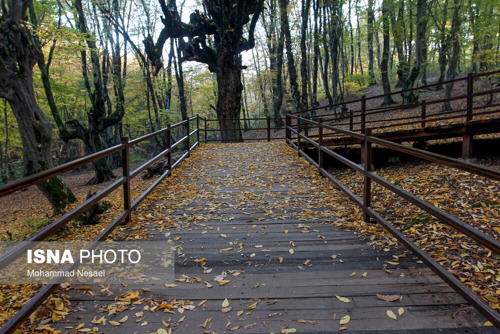 تصاویر: پاییز هزار رنگ در جنگل «النگدره»