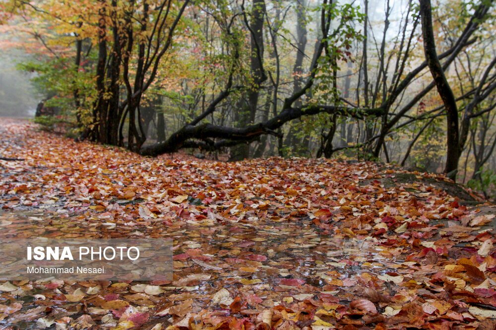 تصاویر: پاییز هزار رنگ در جنگل «النگدره»
