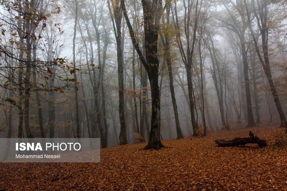 تصاویر: پاییز هزار رنگ در جنگل «النگدره»