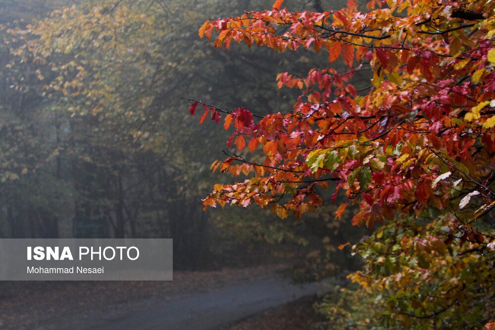 تصاویر: پاییز هزار رنگ در جنگل «النگدره»