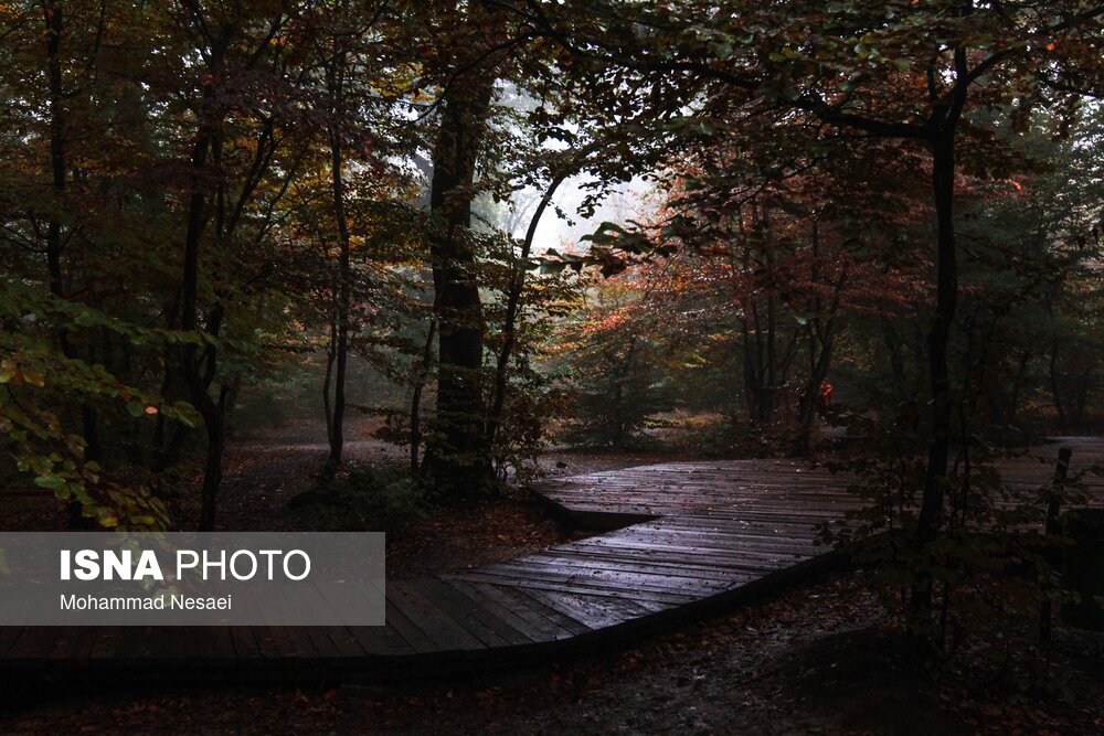 تصاویر: پاییز هزار رنگ در جنگل «النگدره»