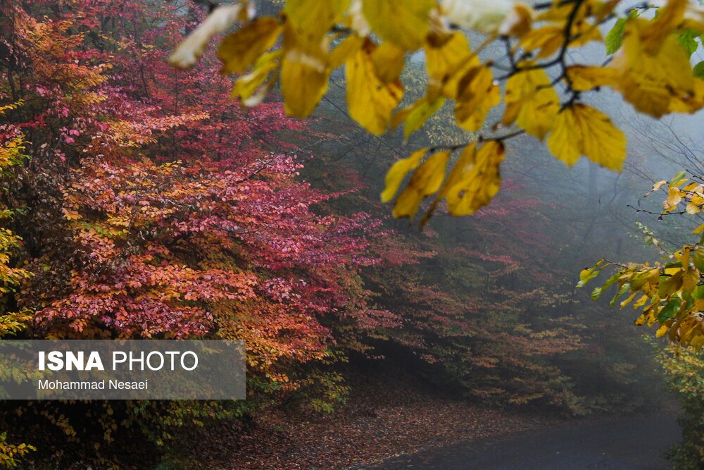 تصاویر: پاییز هزار رنگ در جنگل «النگدره»