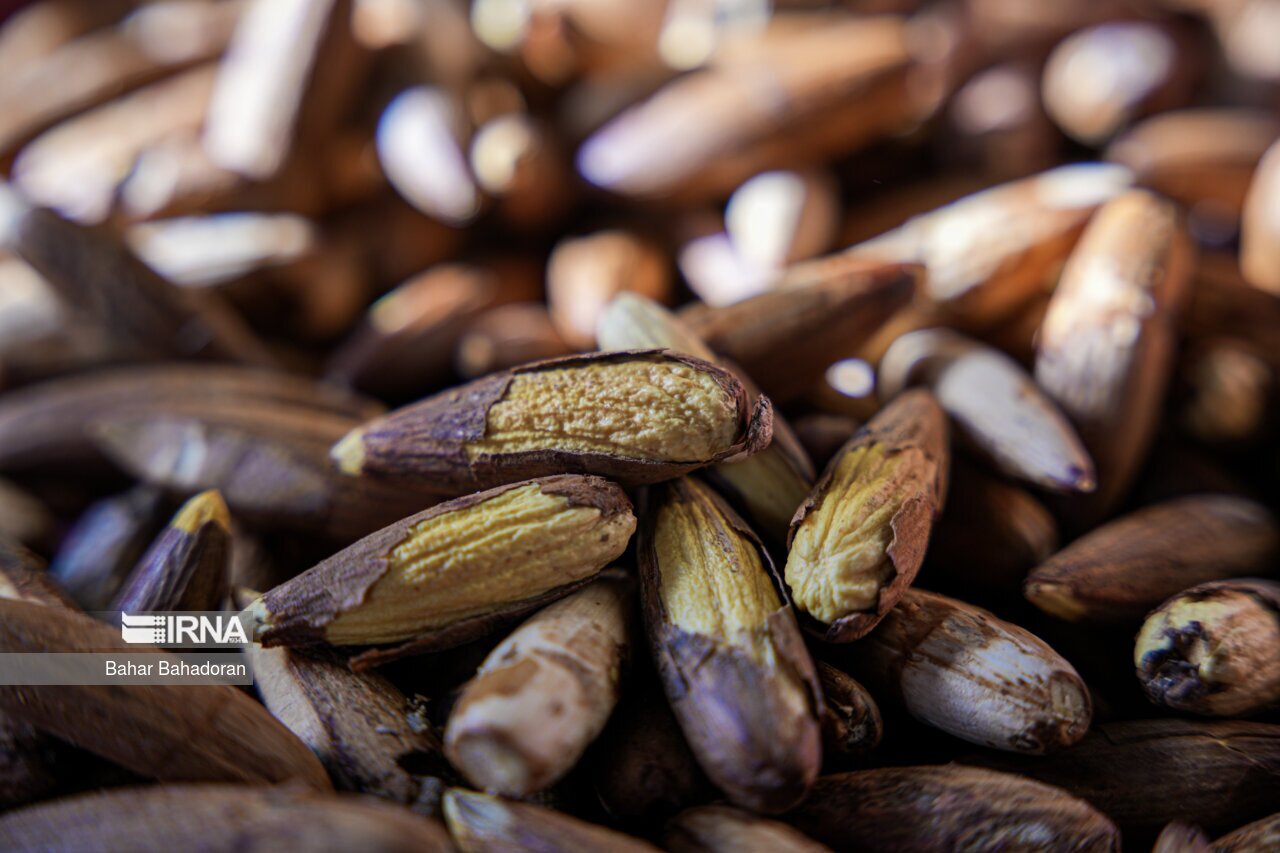 تصاویر: نانِ بلوط