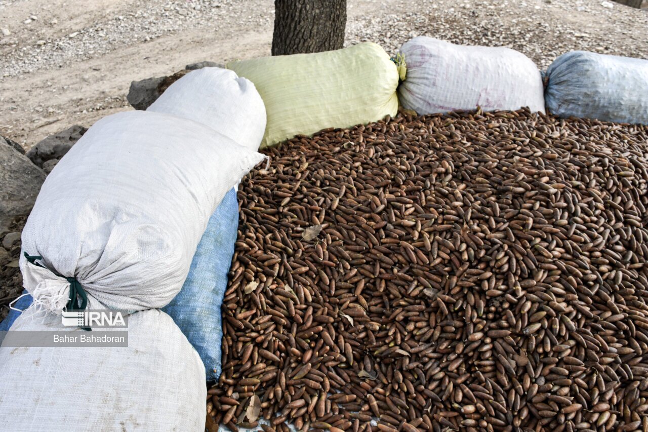 تصاویر: نانِ بلوط