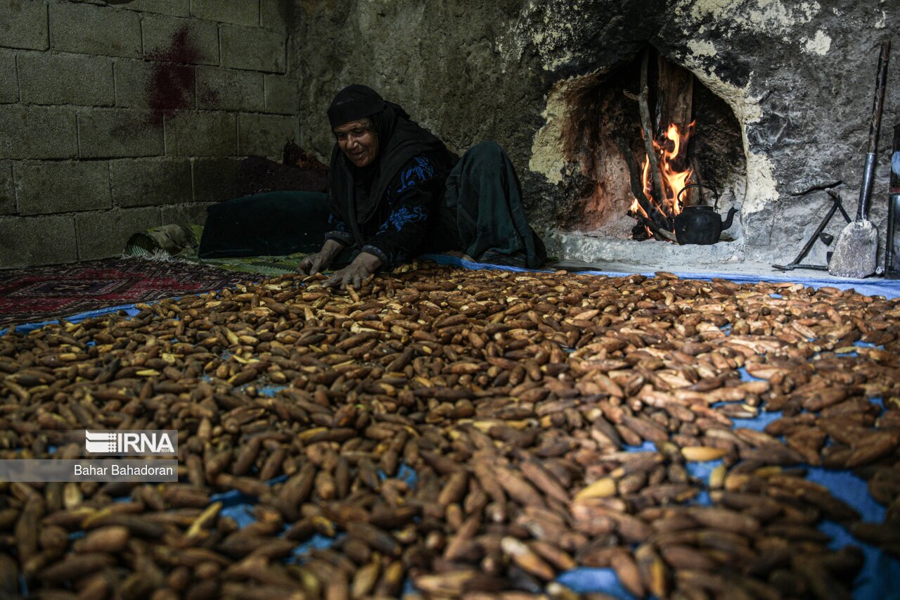 تصاویر: نانِ بلوط