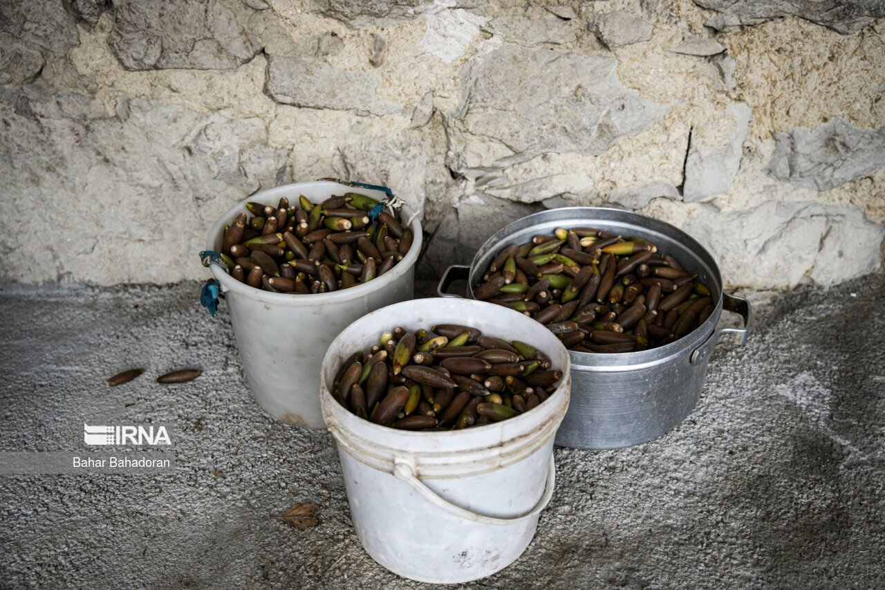 تصاویر: نانِ بلوط