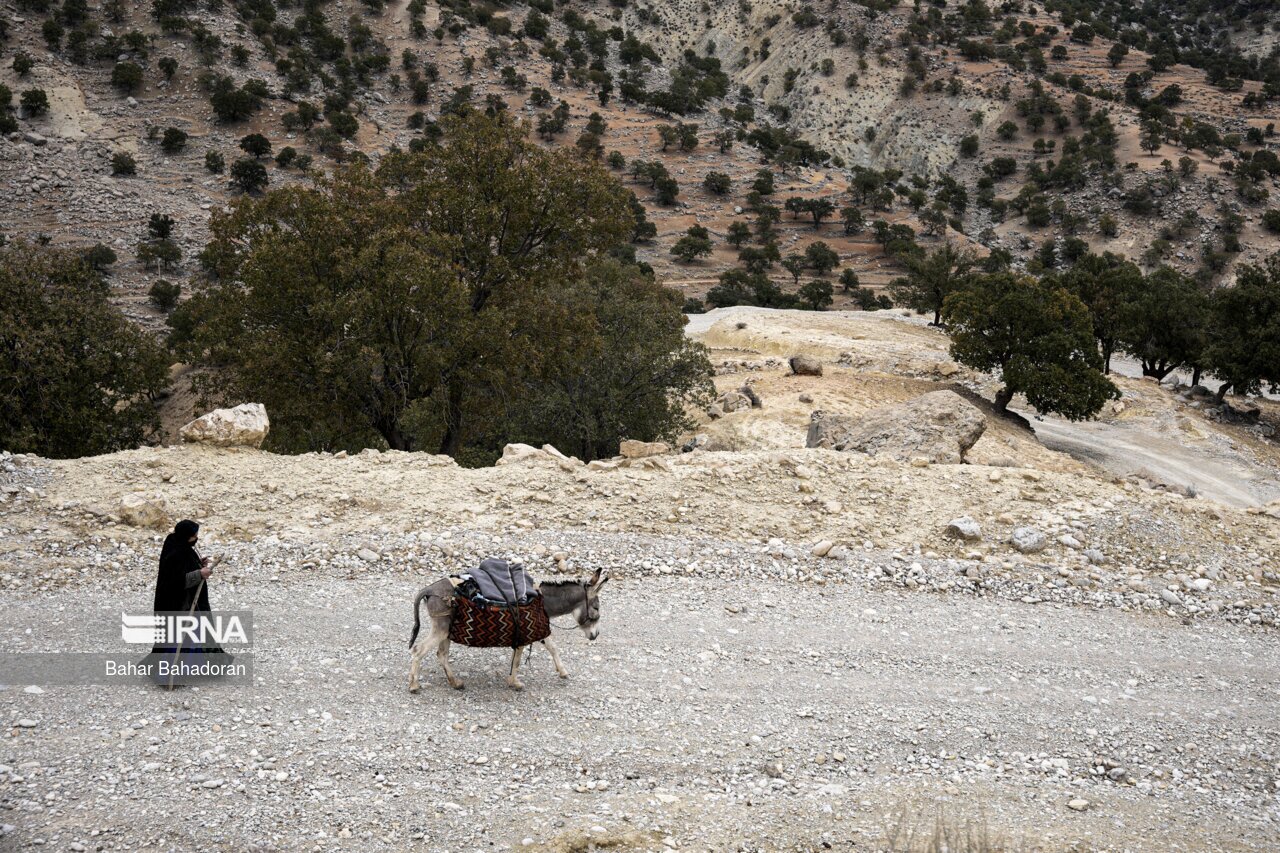 تصاویر: نانِ بلوط