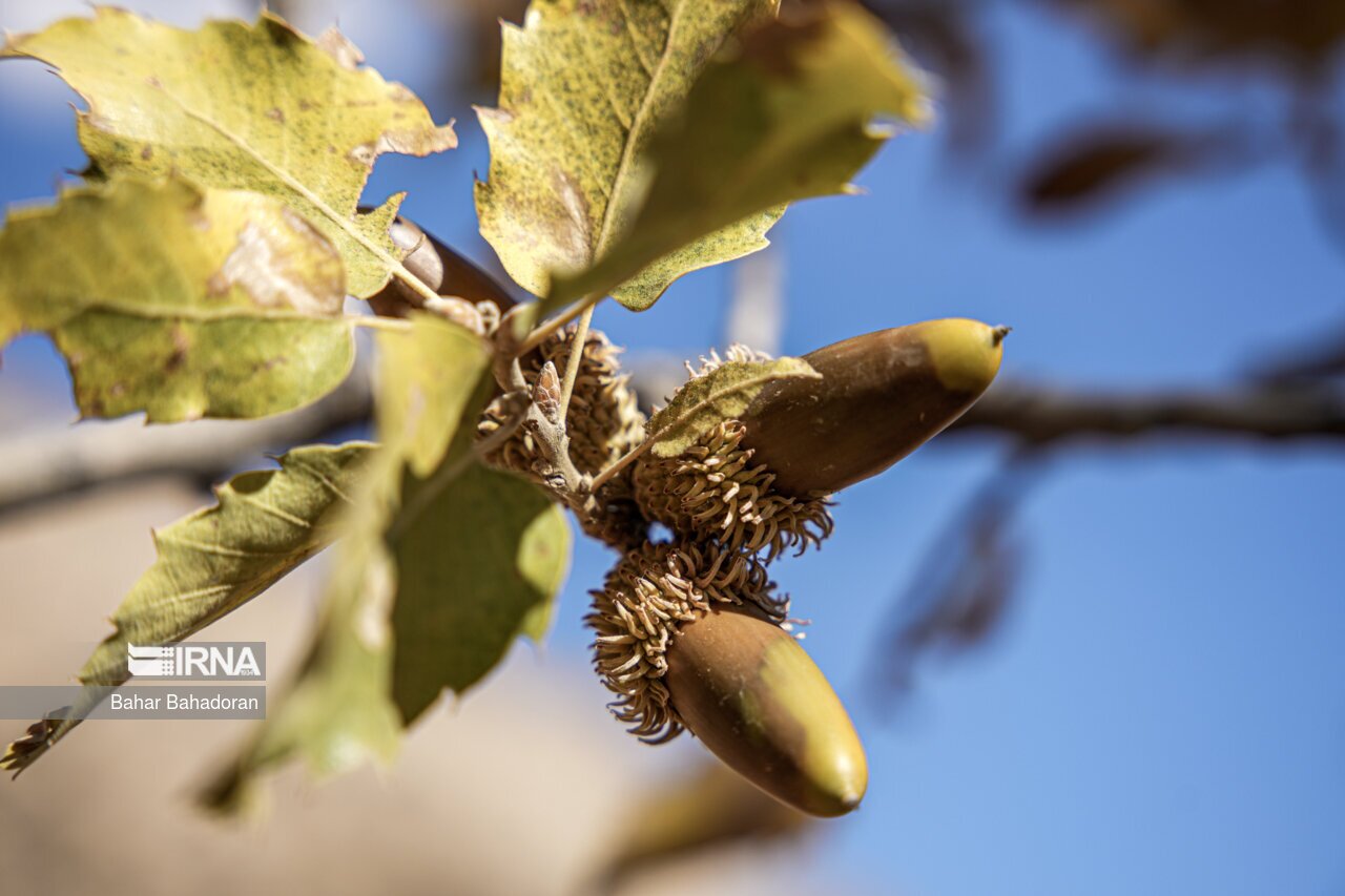 تصاویر: نانِ بلوط