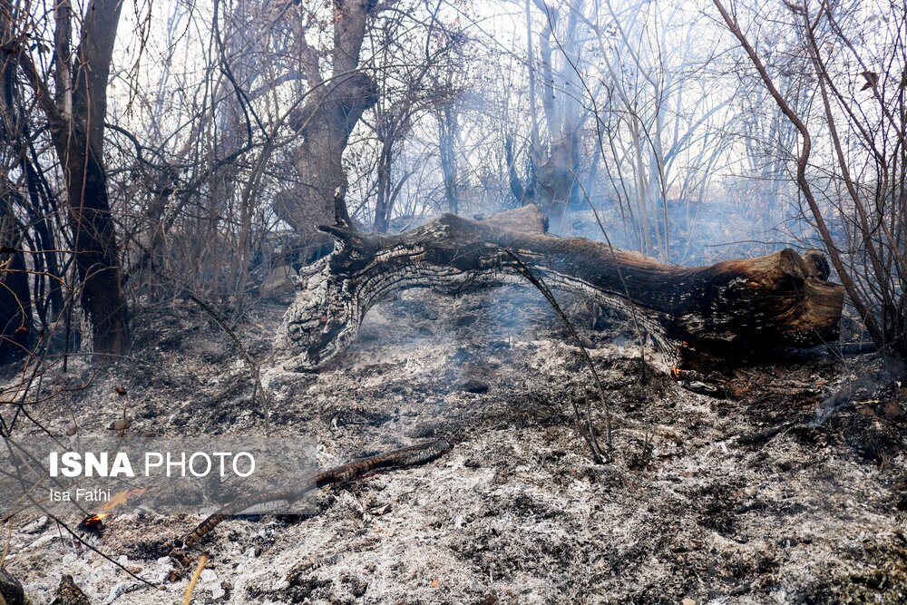تصاویر: آتش سوزی ۶ هکتار از باغات روستای تنگ سریز بویراحمد